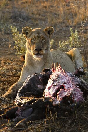 lioness eating a buffalo at dawn in Kruger National Park, South Africaの写真素材