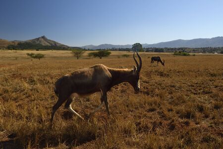 Roan antelope (Hippotragus equinus) at the Mlilwane Wildlife Sanctuary in Swazilandの写真素材