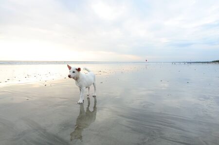 Dog on Nusa Dua beach in Baliの写真素材