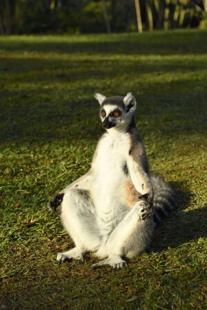 Ring-tailed lemur Catta at dawn in yoga posesの写真素材