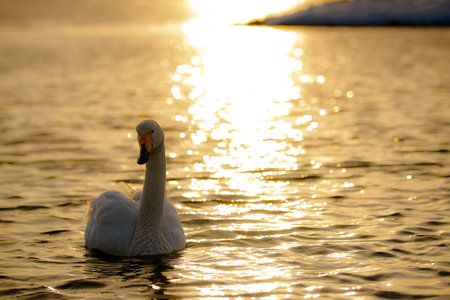 Beautiful white swan swimming on the lake at sunset in winterの写真素材