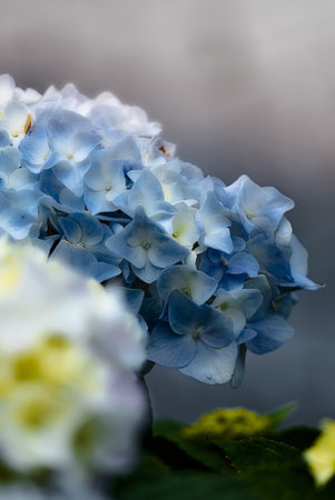 Beautiful hydrangea flowers in the garden. Selective focus.の写真素材