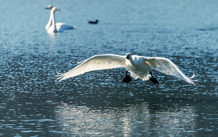 swan on blue lake water in sunny day, swans on pond, nature seriesの写真素材