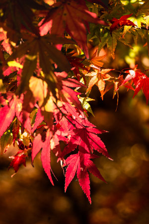Red maple leaves in autumn, Japan. Selective focus with shallow depth of field.