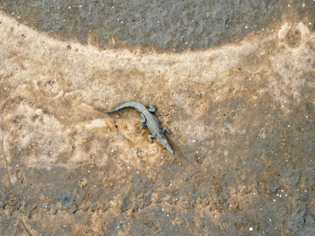 Top down aerial shot of a saltwater crocodiles sunbathing on mud flapsの写真素材