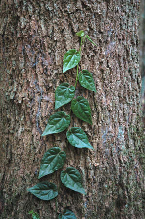 The Creeping Vine