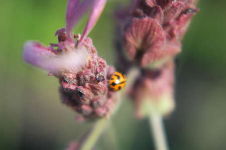 Ladybug on Lavenderの写真素材