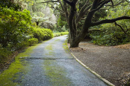 Moss Covered path leading into a gardenの写真素材