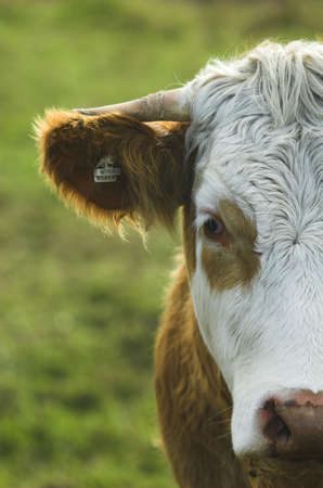 cow in a paddockの写真素材