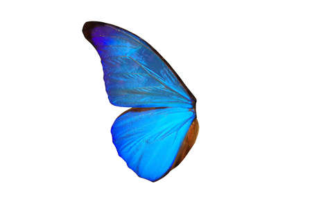 Closeup view of a blue butterfly wing isolated on a white background