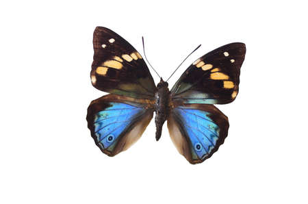 Closeup view of a blue butterfly isolated on a white background