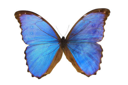 Closeup view of a blue butterfly isolated on a white backgroundの写真素材