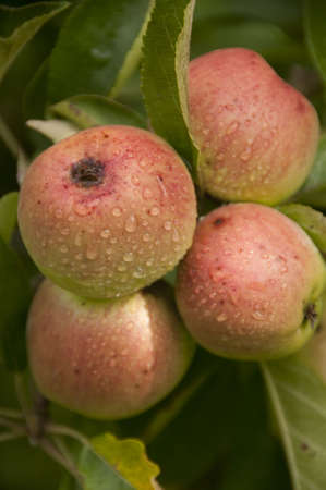 Ripe apples on a treeの写真素材