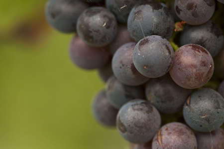 Closeup view of red wine grapes ready for harvest.  Copyspace to the left