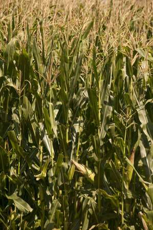 Closeup view of freshly grown cornの写真素材