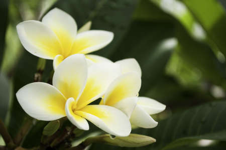 Closeup view of beautiful yellow frangipanni in full bloomの写真素材