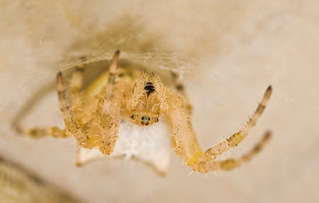 A spider on its web underneath a deck.の写真素材