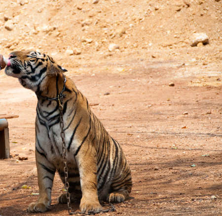 a chained tiger drinks from a milk bottle, with copyspaceの写真素材