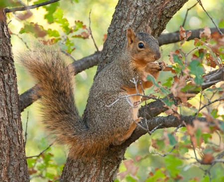 Sciurus niger, a tree squirrel of north america, in the autumn lightの写真素材