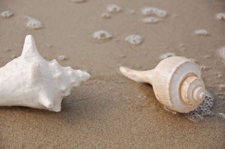 empty shells found on the beach