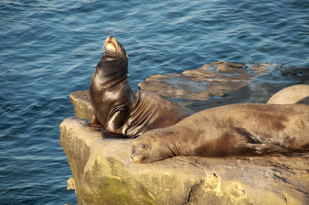 a pair of sea lions sleeping and sunbathing in la jolla, californiaの写真素材