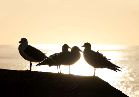 seagulls standing in front of a sunsetの写真素材