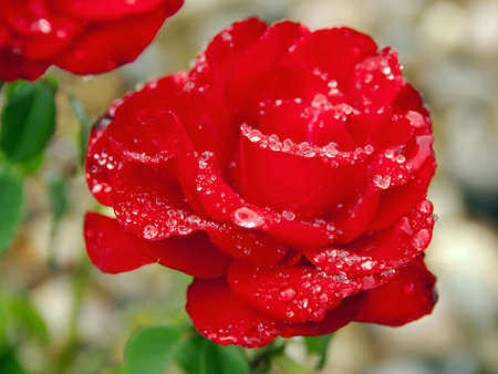 a fully opened rose laden with raindropsの写真素材