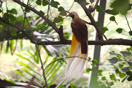 Paradisaea minor in singaporeの写真素材