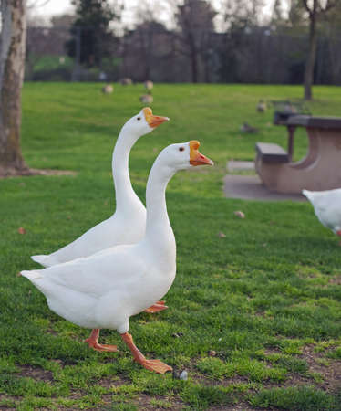 a pair of geese at the parkの写真素材