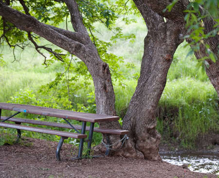 picnic table chained to a tree by a stream