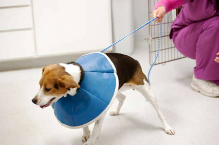 a nurse holds onto a beagle patientの写真素材