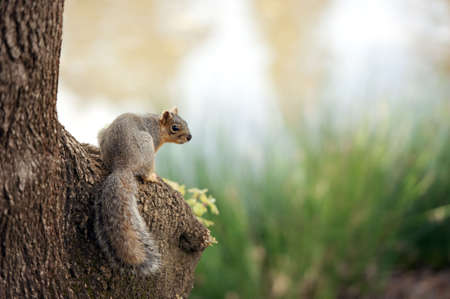 sciurus niger looking backの写真素材