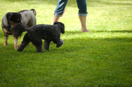 bare legs on the green grassの写真素材