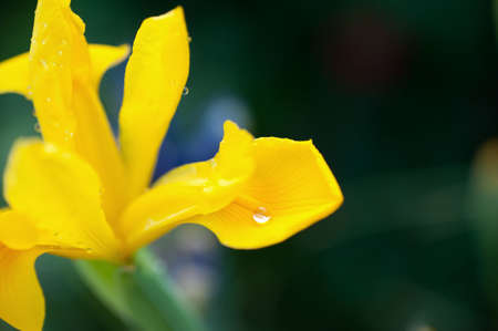 shallow depth of focus on a silvery water dropの写真素材