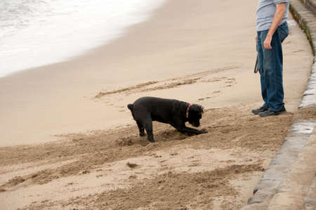 walking the dog at san fracisco beachの写真素材