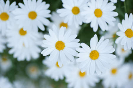 white daisies closeupの写真素材