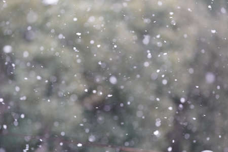 Snow is dancing against the background of trees.の写真素材