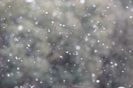 Snow is dancing against the background of trees.の写真素材
