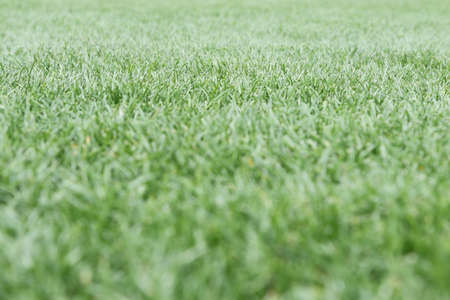 a football pitch of natural grass carefully mowed and maintainedの写真素材