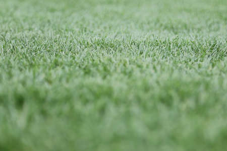 a football pitch of natural grass carefully mowed and maintainedの写真素材