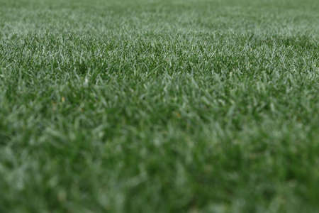 a football pitch of natural grass carefully mowed and maintainedの写真素材