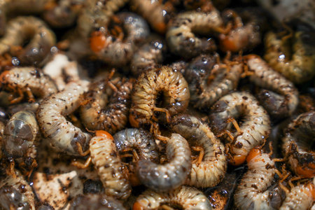 Larvae of the coccolithophorid beetle hatched and grew in the soilの写真素材