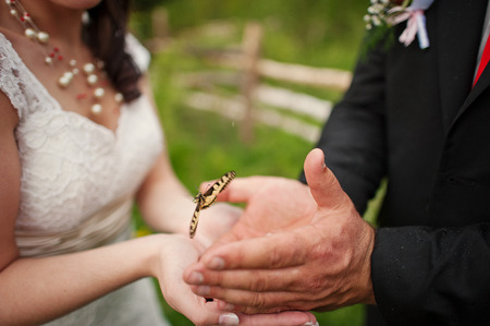 Wedding couple in hands butterflyの写真素材