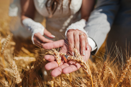Hands of couple with wedding rings on wheatの写真素材