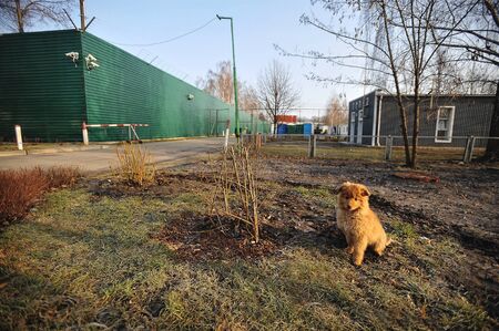 NOVI PETRIVTSI, UKRAINE - FEBRUARY 2014:  residence of ex-president of Ukraine Viktor Yanukovichのeditorial素材