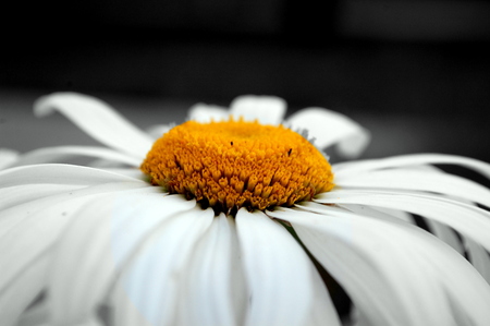 Chamomile flower. core colorの写真素材