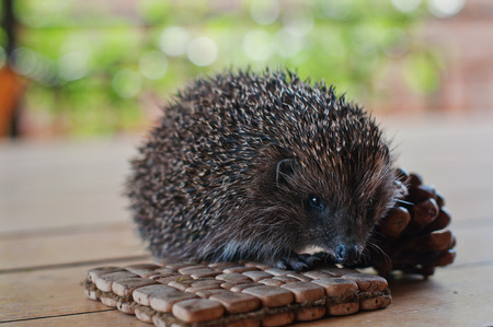hedgehog on the wooden table with consの写真素材