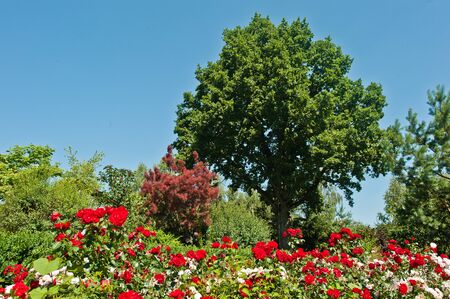 ancient green oak background blue sky and rosesの写真素材