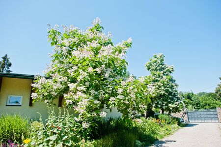 tree catalpa with blossom on blue sky at sunny dayの写真素材