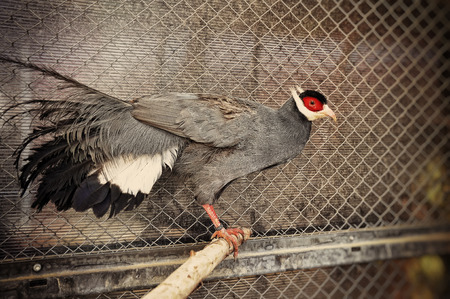pheasant at the cageの写真素材